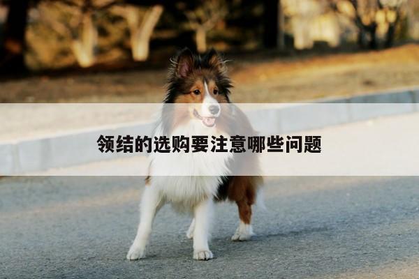 领结的选购要注意哪些问题